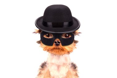 süper kahraman köpek yavrusu