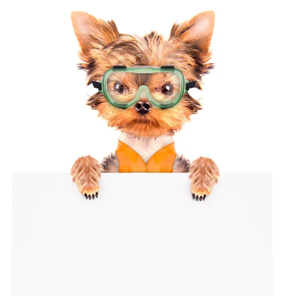 Hond gekleed als bouwer met banner — Stockfoto