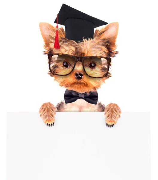 Perro graduado con bandera — Foto de Stock