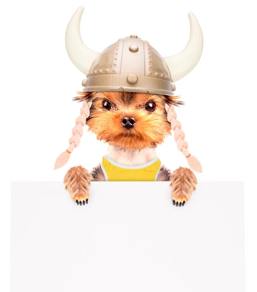 Cão vestido como um viking com banner — Fotografia de Stock