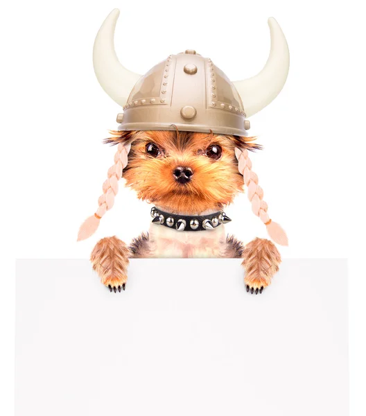 Hund utklädd som en viking med banner — Stockfoto