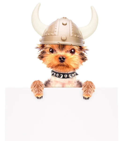 Cão vestido como um viking com banner — Fotografia de Stock