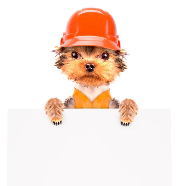 Pies ubrany jako budowniczy z banerem — Zdjęcie stockowe