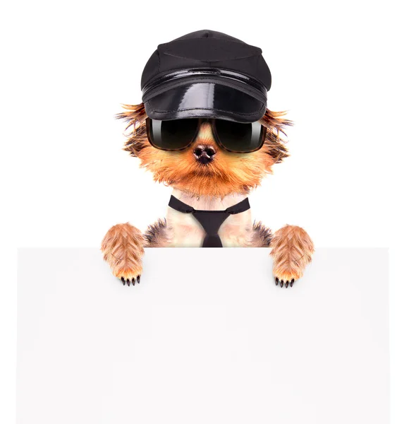 A dog wearing a cap and glasses with banner — Stock Photo, Image