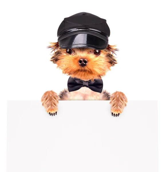 Un chien portant une casquette et des lunettes avec bannière — Photo