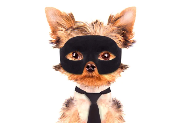 Super hero puppy dog — Stock Photo, Image