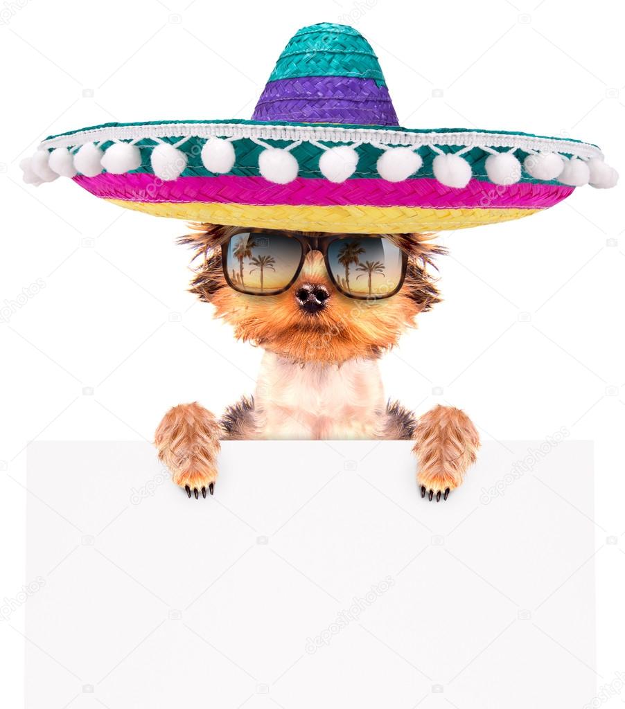 dog wearing a mexican hat with banner