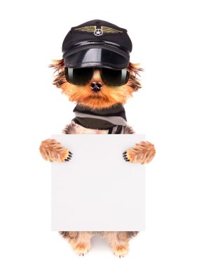 bir köpek bir şapka ve gözlük ile bayrak