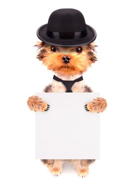 mafia gangster afiş ile köpek kostümü