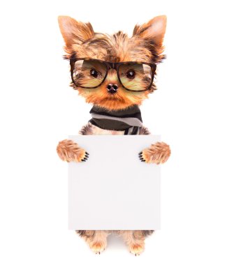 bir shades giyen köpek ve afiş ile eşarp