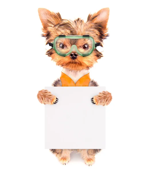 Собака, одягнена як будівельник з банером — стокове фото