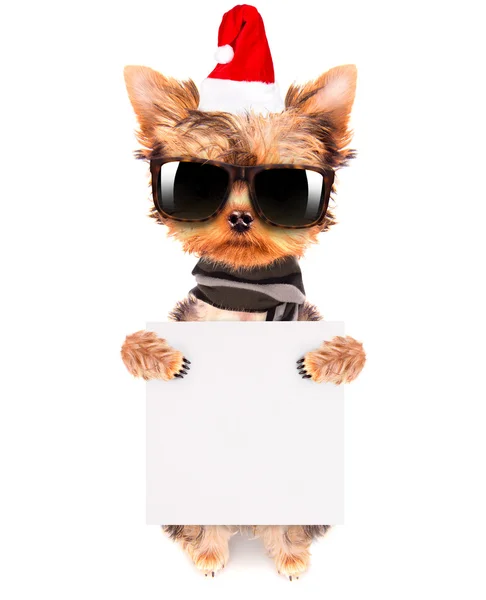 Cane di Natale come Babbo Natale con banner — Foto Stock