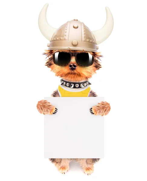 Cão vestido como um viking com banner — Fotografia de Stock