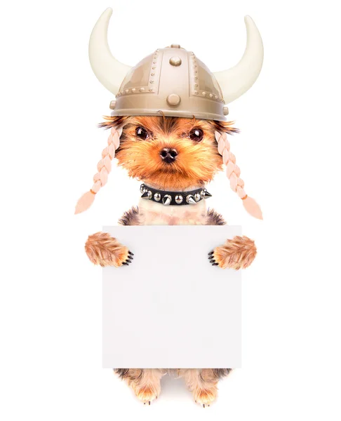 Hund utklädd som en viking med banner — Stockfoto