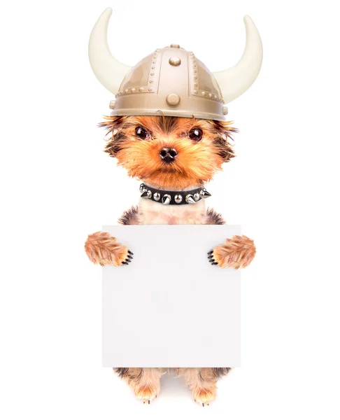 Hund utklädd som en viking med banner — Stockfoto