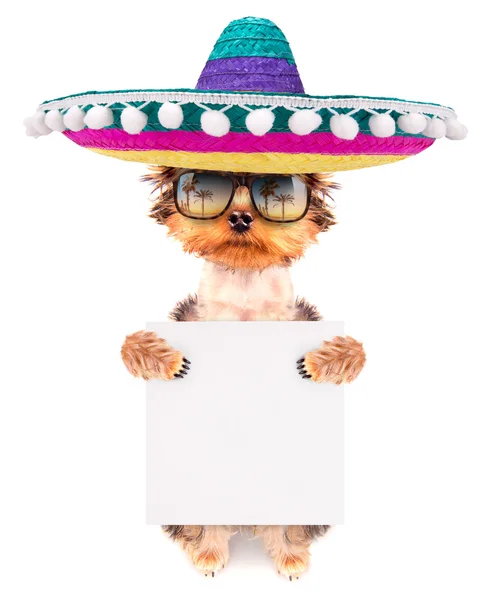 Собака в мексиканському капелюсі з банером — стокове фото