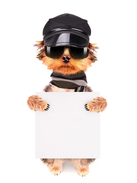 Ein Hund mit Mütze und Brille mit Banner — Stockfoto