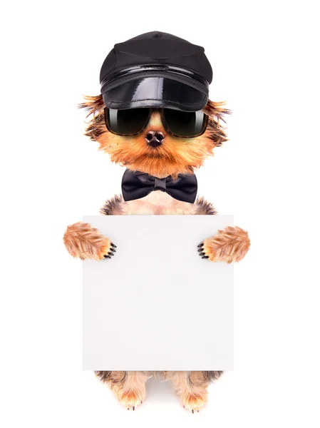 Собака в кепке и очках с плакатом — стоковое фото