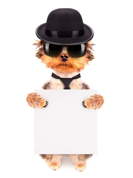Dog dressed as mafia gangster with banner — Stock Photo, Image