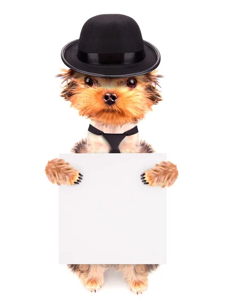 Dog dressed as mafia gangster with banner — Stock Photo, Image