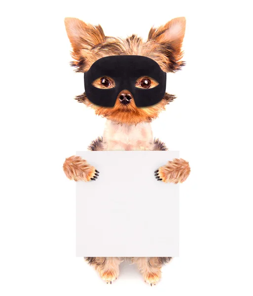 Süper kahraman köpek yavrusu — Stok fotoğraf