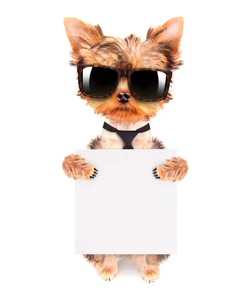 Dog wearing a neck bow and shades with banner — Stock Photo, Image