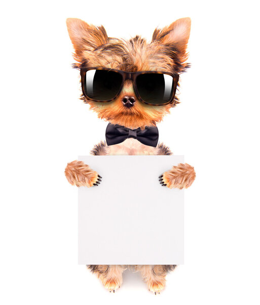 собака с луком на шее и оттенками с плакатом
