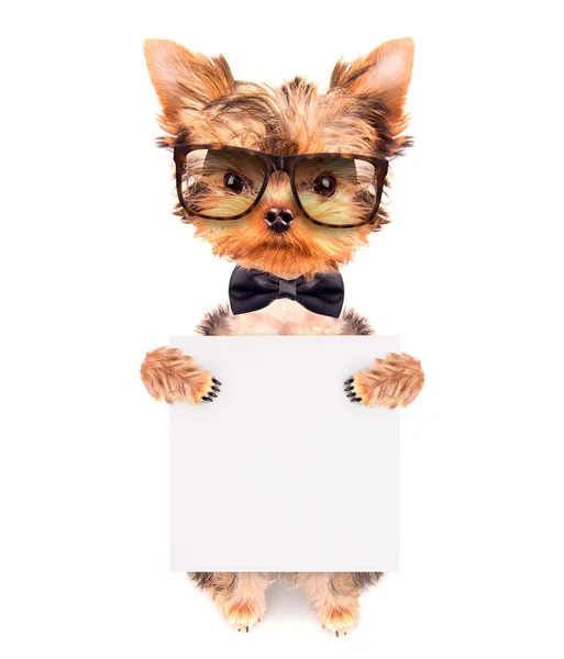 Собака с луком на шее и оттенками с плакатом — стоковое фото