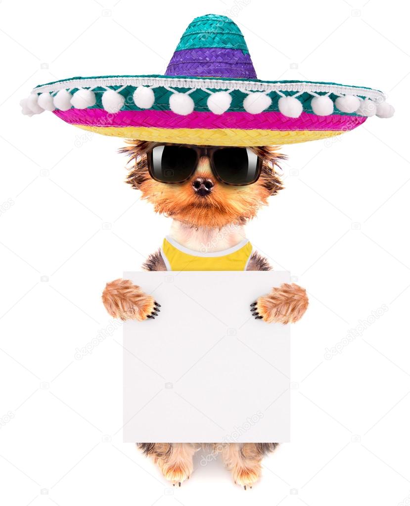 dog wearing a mexican hat with banner