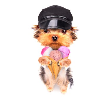 köpek ile dondurma yalıyor