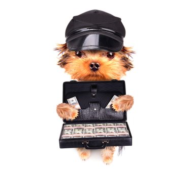köpek yavrusu holding davası para ile