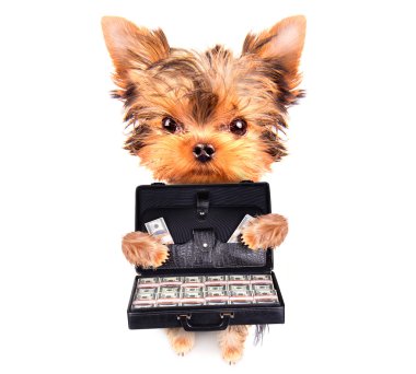 köpek yavrusu holding davası para ile