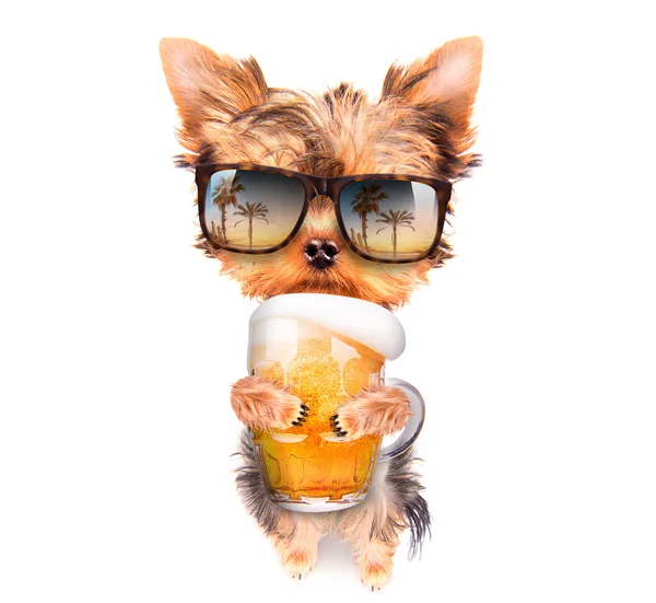 Пьяная собака с пивом — стоковое фото