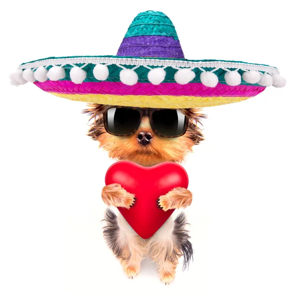 Sevgili Sevgiliye kırmızı bir kalp ile köpek yavrusu — Stok fotoğraf