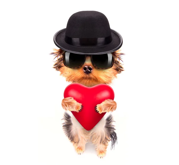 Amante cachorro de San Valentín con un corazón rojo — Foto de Stock