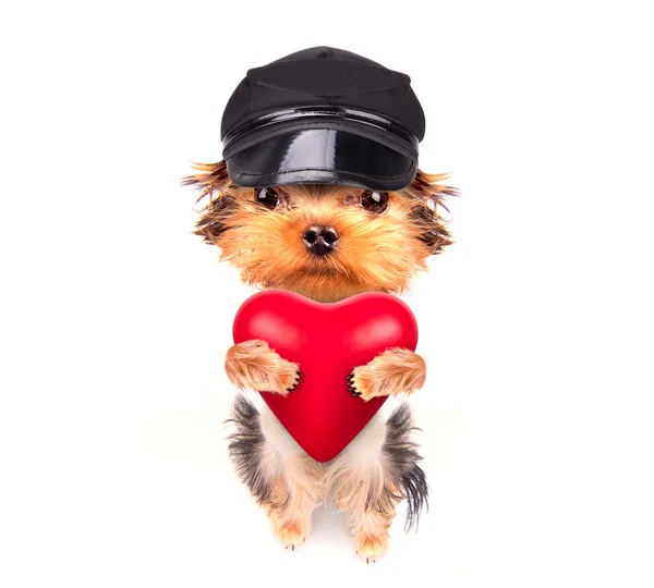 Amante cachorrinho valentine cão com um coração vermelho — Fotografia de Stock