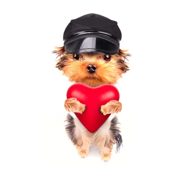 Liebhaber valentine Welpe Hund mit einem roten Herz — Stockfoto