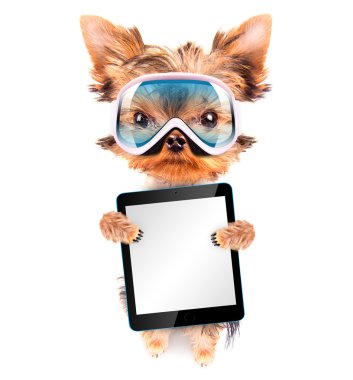 tablet pc ile kayakçı köpek kostümü