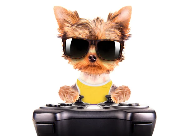 Dog wearing a shades play on game pad — Stock Photo, Image