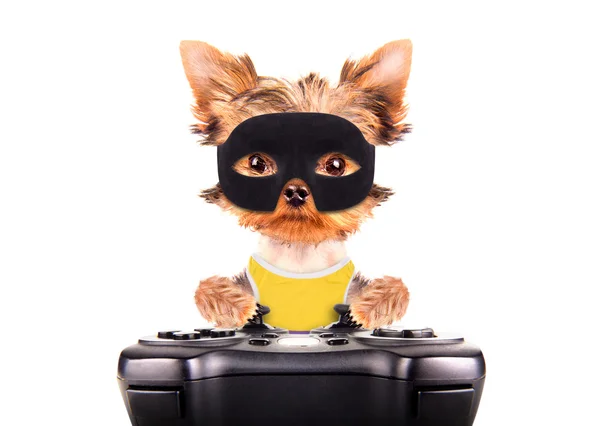 Super hero puppy dog play on game pad — Stock Photo, Image