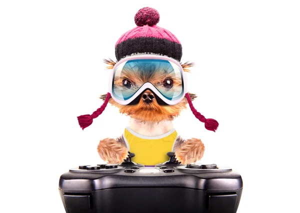 Oyun pedi oyunundan kayakçı köpek kostümü — Stok fotoğraf