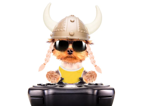 Dog dressed up as a viking play on game pad — Stock Photo, Image