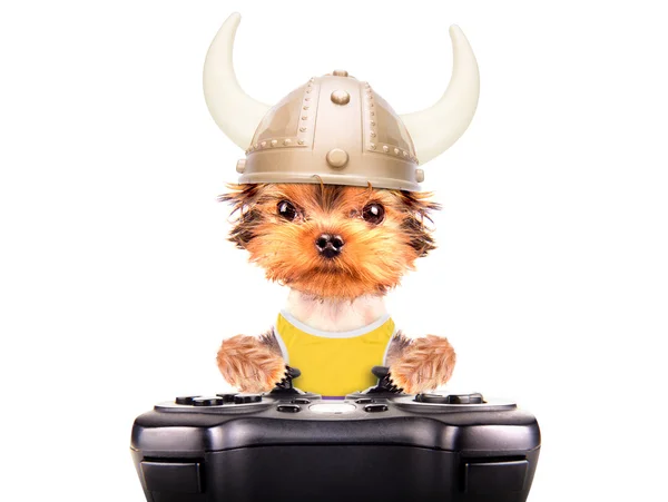 Dog dressed up as a viking play on game pad — Stock Photo, Image