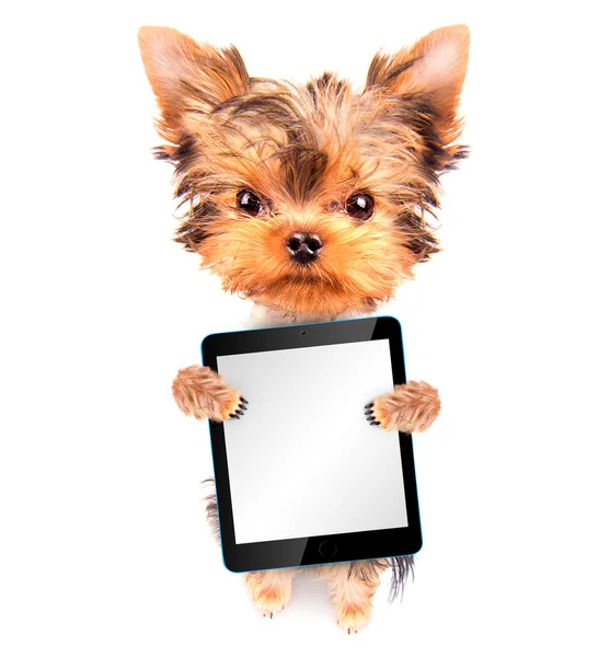 Cão segurando um tablet em branco pc — Fotografia de Stock