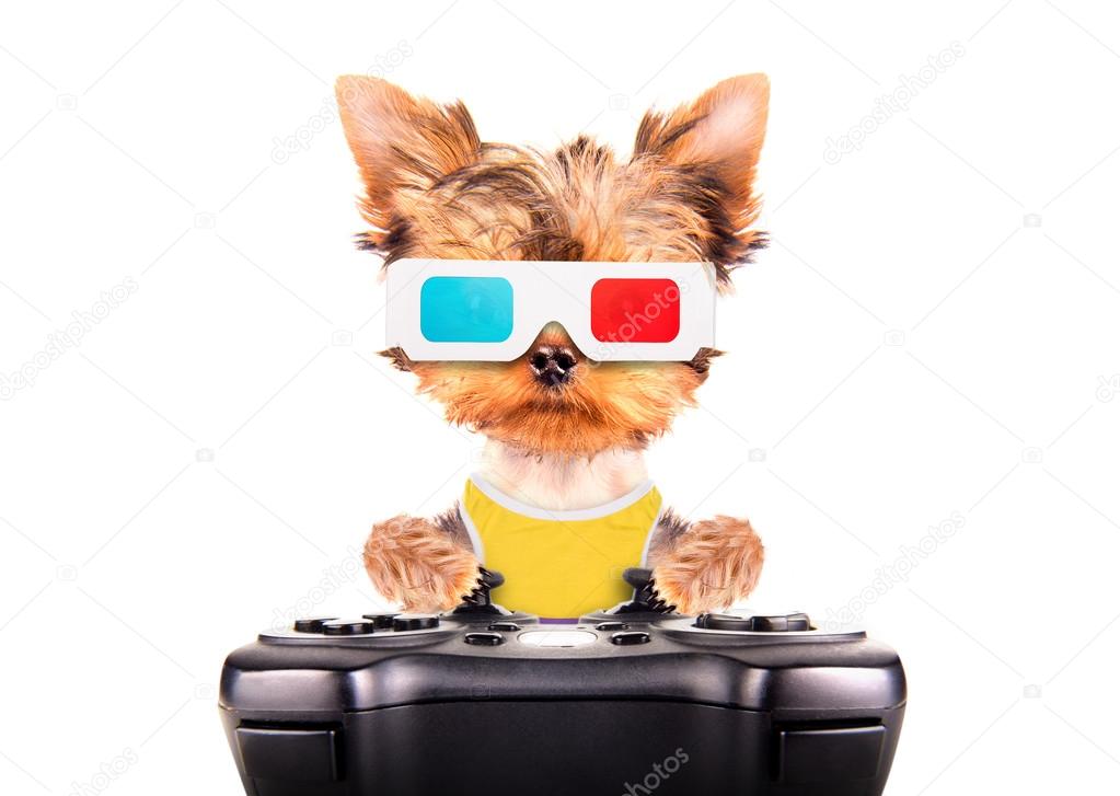 dog play on game pad