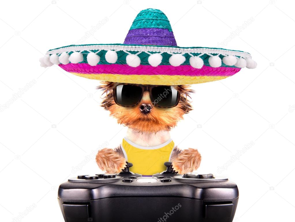 dog wearing a mexican hat play on game pad