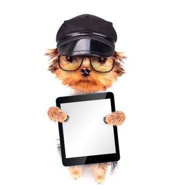 Tablet pc ile şapkası bir köpek