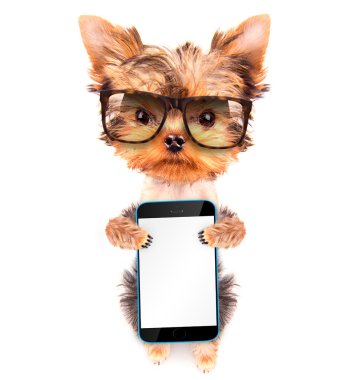 bir tonları telefon ile giyen köpek