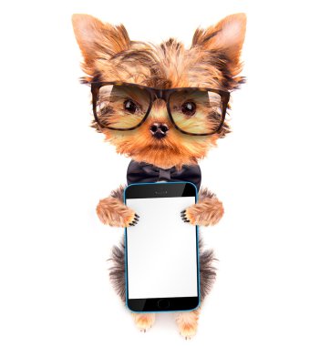 boyun fiyonk ve tonları telefon ile giyen köpek