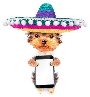 telefon ile Meksika şapkası giyen köpek